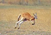 MAM 06 GL0006 01
Red Kangaroo Hopping Through Field