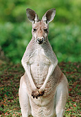 MAM 06 GR0001 01
Portrait Of Red Kangaroo Standing On Grass