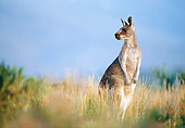 MAM 06 KH0009 01
Western Grey Kangaroo Standing In Field