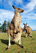MAM 06 MH0001 01
Eastern Grey Kangaroo Mother With Joey In Pouch On Grass