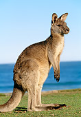 MAM 06 MH0002 01
Eastern Grey Kangaroo Standing On Grass By Water