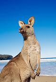 MAM 06 MH0003 01
Close-Up Of Eastern Grey Kangaroo Standing On Beach