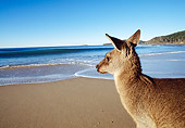MAM 06 MH0004 01
Close-Up Of Eastern Grey Kangaroo Standing On Beach