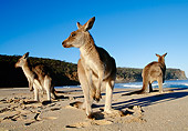 MAM 06 MH0005 01
Three Eastern Grey Kangaroos Standing On Beach