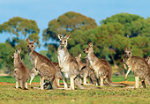 MAM 06 MH0006 01
Group Of Eastern Grey Kangaroos Standing On Grass