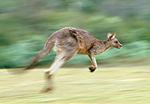 MAM 06 MH0007 01
Eastern Grey Kangaroo Hopping Quickly Through Grass