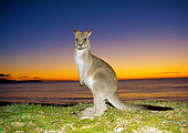 MAM 06 MH0008 01
Eastern Grey Kangaroo Standing On Beach At Sunrise