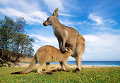 MAM 06 MH0009 01
Eastern Grey Kangaroo Suckling Young From Pouch On Beach