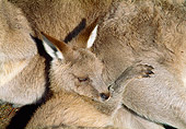 MAM 06 MH0010 01
Close-Up Of Young Eastern Grey Kangaroo Sleeping