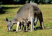 MAM 06 MH0011 01
Red Kangaroo Grazing On Grass With Joey In Pouch