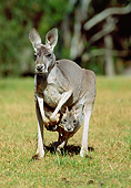 MAM 06 MH0012 01
Red Kangaroo Standing On Grass With Joey In Pouch