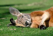 MAM 06 MH0013 01
Close-Up Of Red Kangaroo Sleeping On Grass