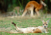 MAM 06 MH0014 01
Red Kangaroo Male Resting On Grass