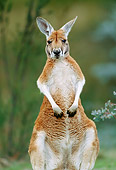 MAM 06 MH0015 01
Portrait Of Red Kangaroo Male Standing On Grass