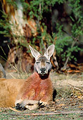 MAM 06 MH0016 01
Red Kangaroo Male Resting On Grass