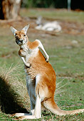 MAM 06 MH0017 01
Red Kangaroo Male Standing On Grass