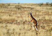MAM 06 MH0019 01
Red Kangaroo Male Standing In Desert