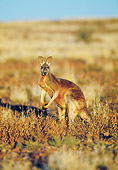 MAM 06 MH0020 01
Red Kangaroo Male Standing In Desert