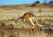 MAM 06 MH0021 01
Red Kangaroo Male Hopping Through Desert