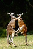 MAM 06 MH0023 01
Two Red Kangaroo Males Fighting On Grass