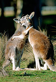 MAM 06 MH0024 01
Two Red Kangaroos Greeting Each Other On Grass