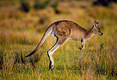 MAM 06 KH0001 01
Eastern Grey Kangaroo Hopping In Field