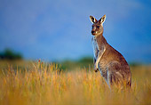MAM 06 KH0002 01
Eastern Grey Kangaroo Standing In Field