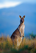 MAM 06 KH0003 01
Eastern Grey Kangaroo Standing In Field