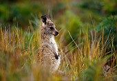 MAM 06 KH0004 01
Eastern Grey Kangaroo Joey Standing In Field