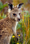 MAM 06 KH0005 01
Close-Up Of Eastern Grey Kangaroo Joey Standing In Field