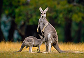 MAM 06 KH0006 01
Red Kangaroo Standing In Field With Joey Suckling From Pouch