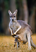 MAM 06 KH0007 01
Red Kangaroo With Joey In Pouch Standing In Field