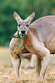 MAM 06 KH0008 01
Red Kangaroo Standing In Field Eating Leaves