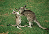 MAM 06 RK0001 04
Kangaroo Mother And Baby On Grass