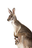 MAM 06 RK0010 01
Close-Up Of Red Kangaroo With Joey In Pouch On White Seamless