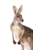 MAM 06 RK0011 01
Close-Up Of Red Kangaroo Standing On White Seamless