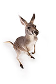 MAM 06 RK0012 01
Red Kangaroo Standing On White Seamless