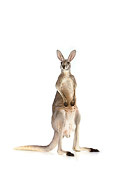 MAM 06 RK0013 01
Red Kangaroo Standing On White Seamless