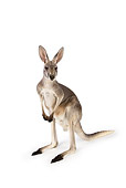 MAM 06 RK0014 01
Red Kangaroo Standing On White Seamless