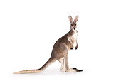 MAM 06 RK0015 01
Red Kangaroo Standing On White Seamless