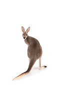 MAM 06 RK0016 01
Red Kangaroo Standing On White Seamless