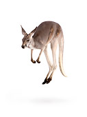 MAM 06 RK0017 01
Red Kangaroo Hopping On White Seamless