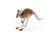 MAM 06 RK0018 01
Red Kangaroo Hopping On White Seamless