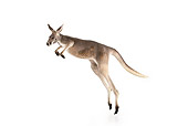 MAM 06 RK0019 01
Red Kangaroo Hopping On White Seamless