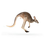 MAM 06 RK0020 01
Red Kangaroo Hopping On White Seamless