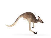 MAM 06 RK0021 01
Red Kangaroo Hopping On White Seamless