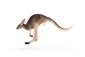 MAM 06 RK0022 01
Red Kangaroo Hopping On White Seamless