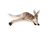 MAM 06 RK0023 01
Red Kangaroo Laying On White Seamless