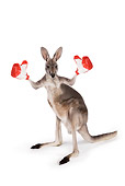MAM 06 RK0024 01
Red Kangaroo Standing Wearing Boxing Gloves On White Seamless