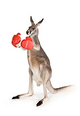 MAM 06 RK0025 01
Red Kangaroo Standing Wearing Boxing Gloves On White Seamless